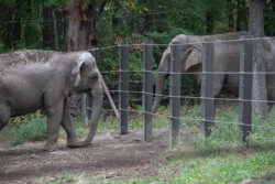 Elephants Happy and Patty stand facing each other from different pens in the Bronx Zoo elephant exhibit