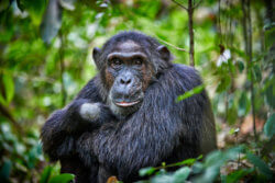 A wild chimpanzee gazes straight ahead.