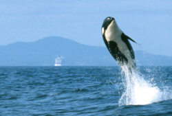 An orca breaching, by Ken Howard.