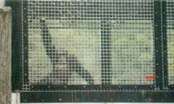 A photo of a chimpanzee, believed to be Tommy, peering out from a cage at the DeYoung Family Zoo. The photo was taken by PETA and included in documents sent to the NhRP in response to a FOIA request.