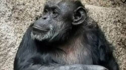 Cecilia the chimpanzee