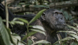 A chimpanzee in a green jungle staring into the distance.