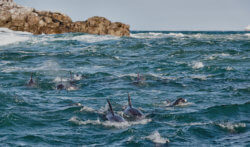 A pod of dolphins swims near the surface of green-blue waters near a rocky shore, on a clear day.