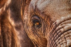 Elephant Eye