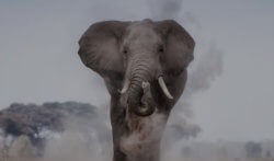 A large elephant kicks up dust as it walks towards the camera.