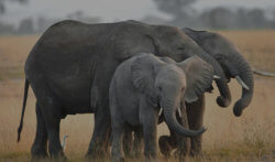 Family of elephants with child, on a grassy yellow plain.