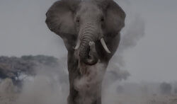 A large elephant kicks up dust as it walks forward towards the camera.